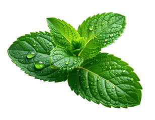 fresh mint isolated on white background