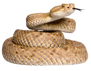 Obraz premium Coiled Desert Rattlesnake Ready to Strike Isolated on Transparent