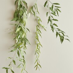 Fototapeta premium Set of willow leaf varieties, showcasing long, narrow leaves that cascade gracefully