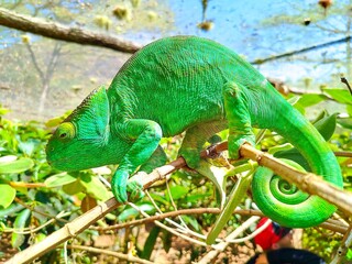 Bbeautiful chameleon from Madagascar, Andasibe NP, Madagascar