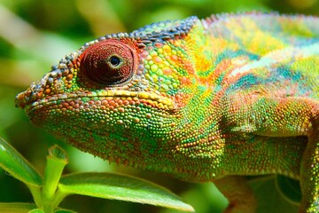 Bbeautiful chameleon from Madagascar, Andasibe NP, Madagascar
