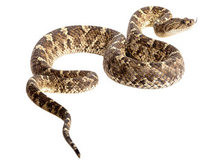  Side View Rattlesnake Crawling with Visible Rattle Isolated on Transparent