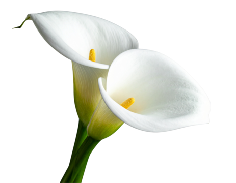  Two Calla Lilies Crossing Stems in Diagonal Composition, Isolated PNG