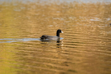 Common Coot gliding peacefully across a lake surrounded by floating vegetation, showcasing its distinctive black plumage and white frontal shield, a classic sight in wetland habitats of South Asia.