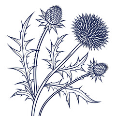 black and white echinops
