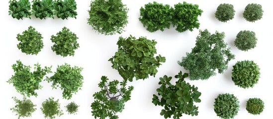 set of green ivy plants hanging on white background, png