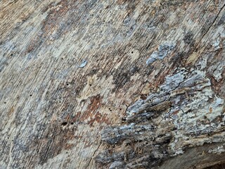 Close up textured detail of rough tree bark with natural grooves and weathered wooden surface