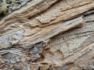Close up textured detail of rough tree bark with natural grooves and weathered wooden surface