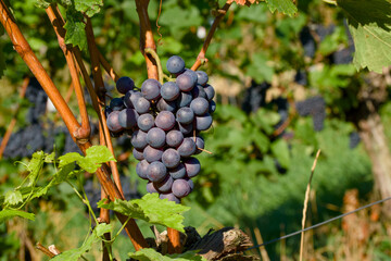 Ripening vineyard grapes in natural light