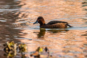 Ferruginous Duck gliding gracefully on a calm wetland lake, displaying its rich chestnut plumage, dark head, and striking pale eyes, a rare and near-threatened diving duck species in serene natural wa