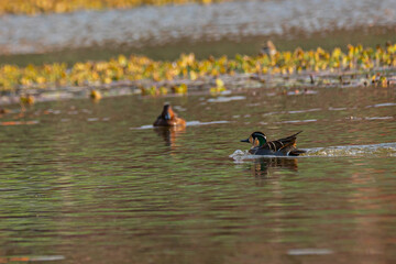 Baikal Teal and Ferruginous Duck sharing wetland habitat, showcasing striking plumage contrast between the teal’s vibrant green facial markings and the duck’s rich chestnut tones in calm natural water
