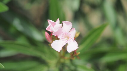 Obraz premium This is a close-up, detailed shot of a cluster of small, delicate pink flowers with five petals, blooming among thick green leaves.