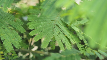 Green Fern-like Leaves
A close-up of a leafy plant, showcasing its complex structure of many small, green leaflets arranged on a stem, creating a delicate and detailed texture.