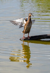 Mallard duck stretching its wings in the Ebro Delta wetland