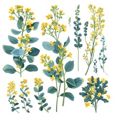 Set of rue elements, displaying its bright yellow flowers, bluish-green leaves with a strong, pungent aroma, used historically in folk medicine
