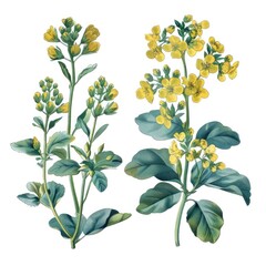 Set of rue elements, displaying its bright yellow flowers, bluish-green leaves with a strong, pungent aroma, used historically in folk medicine