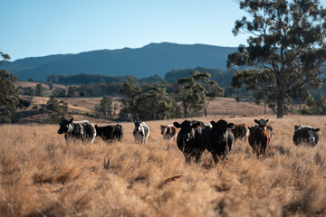 black Angus, wagyu and murray grey beef bulls and cows, being grass fed on a hill in Australia. sustainable agriculture and food security
