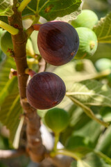 Juicy ripe fig on tree branch with green leaves Cyprus