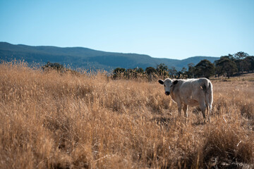 black Angus, wagyu and murray grey beef bulls and cows, being grass fed on a hill in Australia. sustainable agriculture and food security