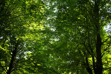 Fototapeta premium Tall green trees with dense leafy canopy seen from below. Sunlight filters through branches creating bright patches of light and shade. The lush forest environment conveys freshness and vitality