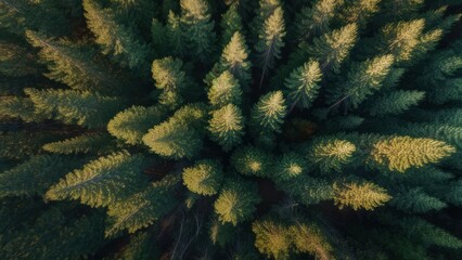 Aerial view of a dense evergreen forest, sunlight filtering through the canopy