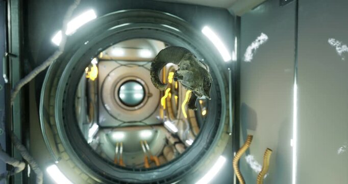 A ram skull floats weightlessly in the zero gravity environment of the international space station. The unique setting showcases the contrast between organic material and high tech surroundings.