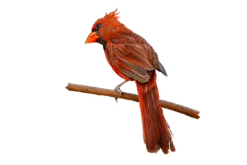 Northern Cardinal (Cardinalis cardinalis) Photo, Perched on a Isolated Transparent PNG Background