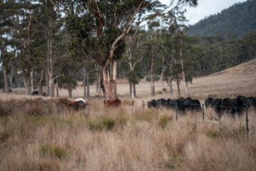 beef cattle livestock in a meadow, sustainable carbon neutral farming being practiced. regenerative raised cows in a field. agricultural technology innovation.