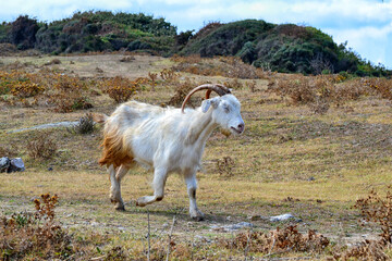 Obraz premium Keçiler - Cow