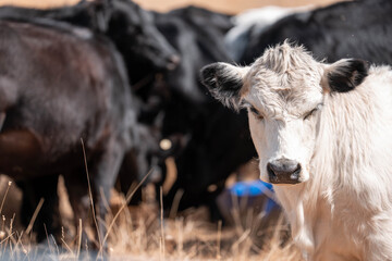 beef cattle livestock in a meadow, sustainable carbon neutral farming being practiced. regenerative raised cows in a field. agricultural technology innovation.