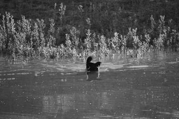 Dog swimming in pond water outdoors for active fun.