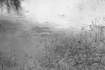 Rain water droplets on pond water surface in black and white, natural Texas scene