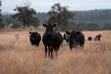 black Angus, wagyu and murray grey beef bulls and cows, being grass fed on a hill in Australia. sustainable agriculture and food security