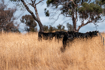 beef cattle livestock in a meadow, sustainable carbon neutral farming being practiced. regenerative raised cows in a field. agricultural technology innovation.