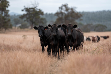 black Angus, wagyu and murray grey beef bulls and cows, being grass fed on a hill in Australia. sustainable agriculture and food security