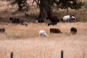 black Angus, wagyu and murray grey beef bulls and cows, being grass fed on a hill in Australia. sustainable agriculture and food security