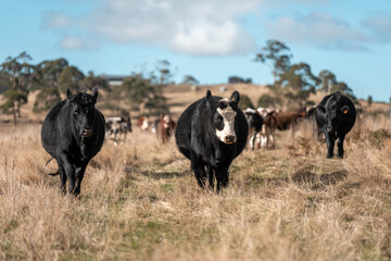 Close up of Angus and Murray Grey Cows eating long pasture in Australia