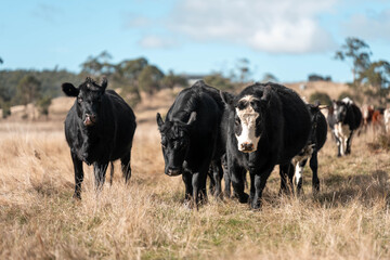 Close up of Angus and Murray Grey Cows eating long pasture in Australia
