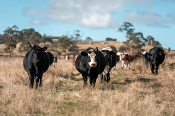 Close up of Angus and Murray Grey Cows eating long pasture in Australia
