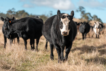 Close up of Angus and Murray Grey Cows eating long pasture in Australia