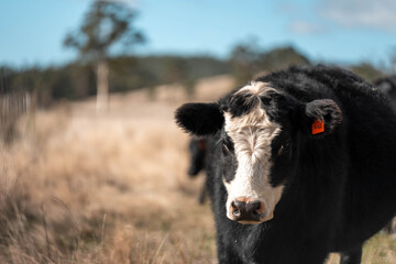 Close up of Angus and Murray Grey Cows eating long pasture in Australia