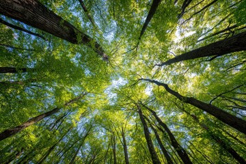Lush forest canopy viewed from below.  Sunlight filters through vibrant green leaves. Tall trees rise upwards