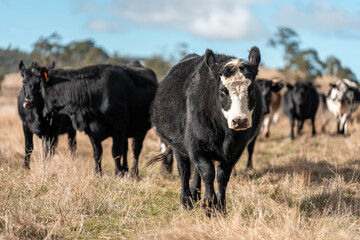 Close up of Angus and Murray Grey Cows eating long pasture in Australia