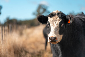 Close up of Angus and Murray Grey Cows eating long pasture in Australia