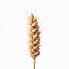 Wheat ear close up with natural texture and light background
