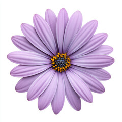 Purple daisy flower with yellow center isolated on white background