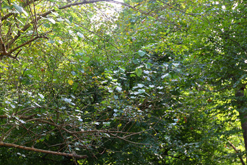 Fototapeta premium Forest clearing with several slender trees growing in open space. Sunlight filters through leafy canopy creating patches of light on ground. Area is natural and quiet with earthy soil and sparse