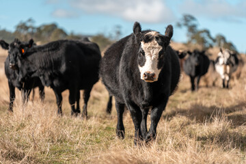 Close up of Angus and Murray Grey Cows eating long pasture in Australia