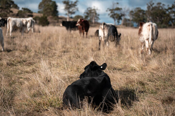 Close up of Angus and Murray Grey Cows eating long pasture in Australia