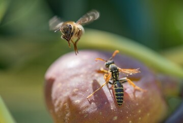 Bee and Wasp Interaction on Fruit